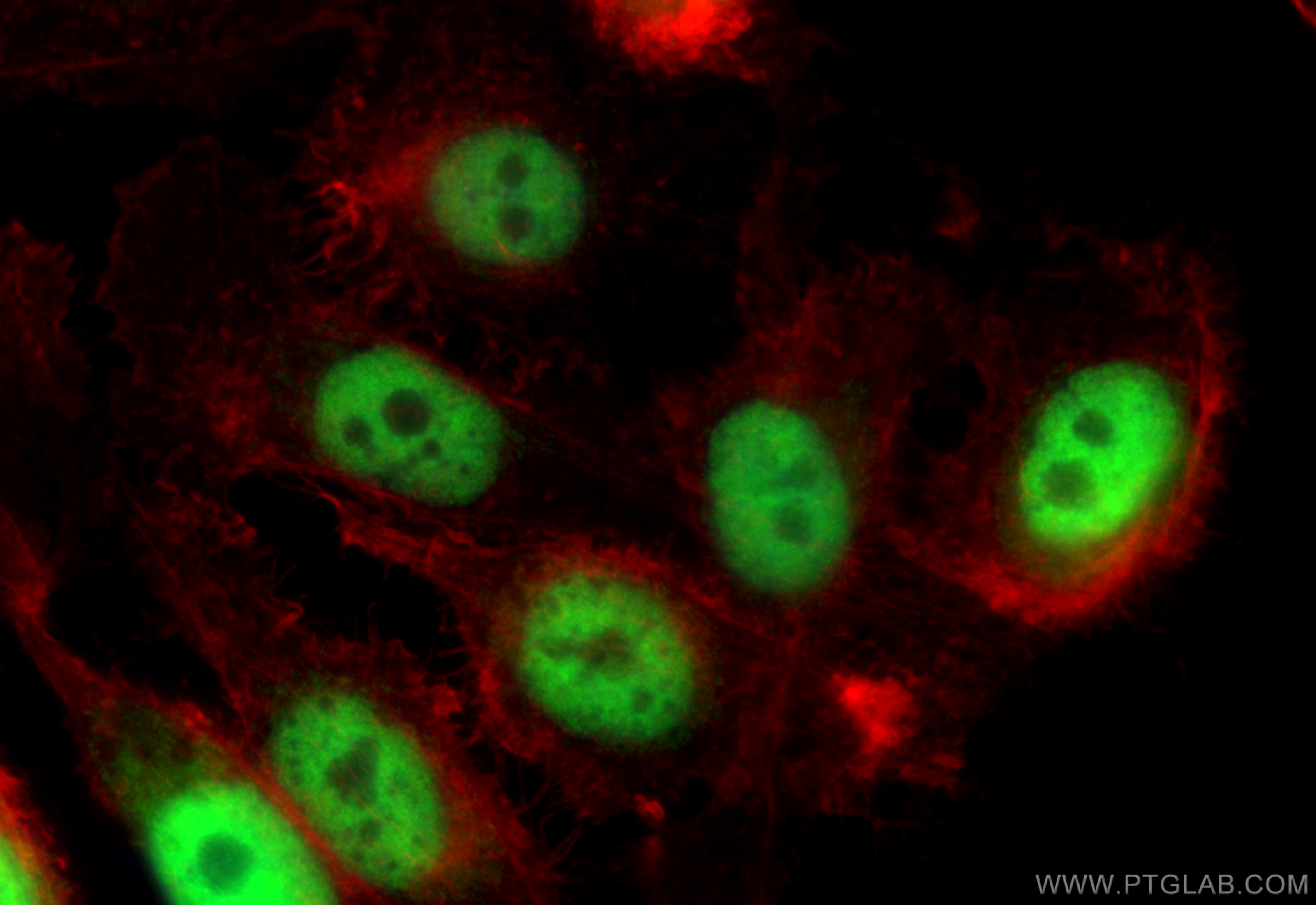 Immunofluorescence (IF) / fluorescent staining of PC-3 cells using HNRNPH3 Polyclonal antibody (17674-1-AP)