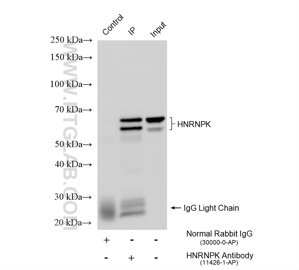 Immunoprecipitation (IP) experiment of HeLa cells using HNRNPK Polyclonal antibody (11426-1-AP)