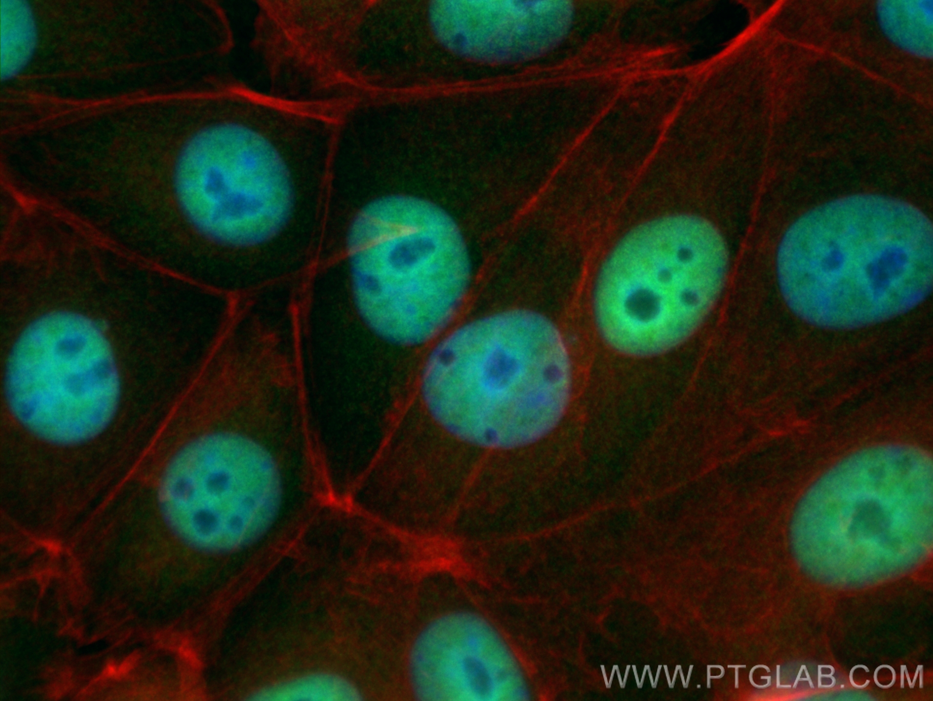 Immunofluorescence (IF) / fluorescent staining of MCF-7 cells using HNRNPUL2-Specific Polyclonal antibody (20143-1-AP)