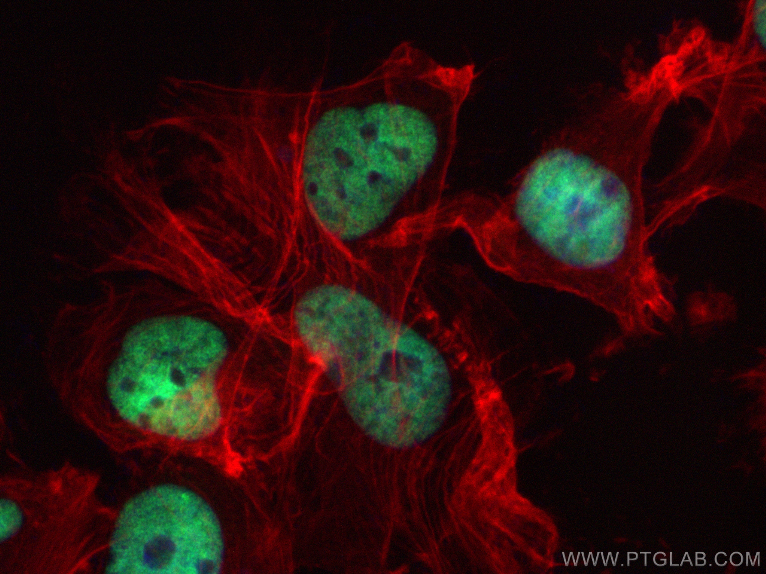 Immunofluorescence (IF) / fluorescent staining of U-251 cells using HNRPDL Recombinant antibody (83129-5-RR)