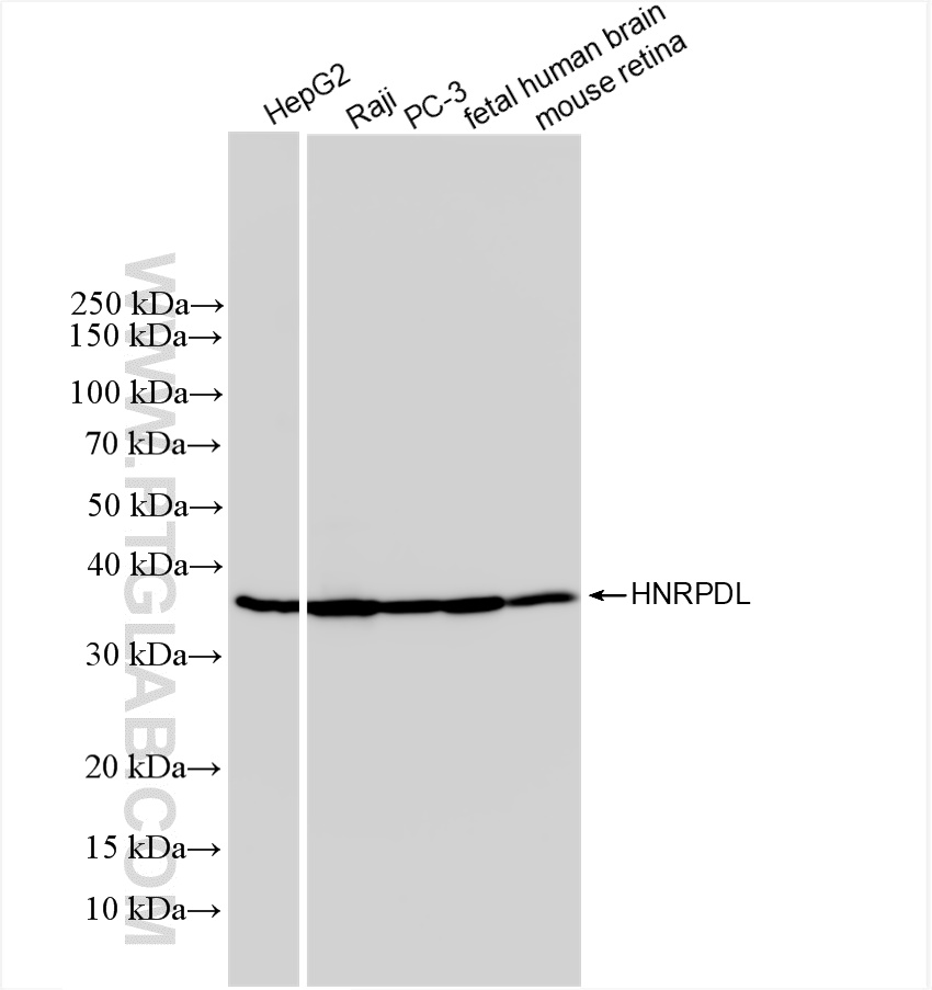 Western Blot (WB) analysis of various lysates using HNRPDL Recombinant antibody (83129-5-RR)