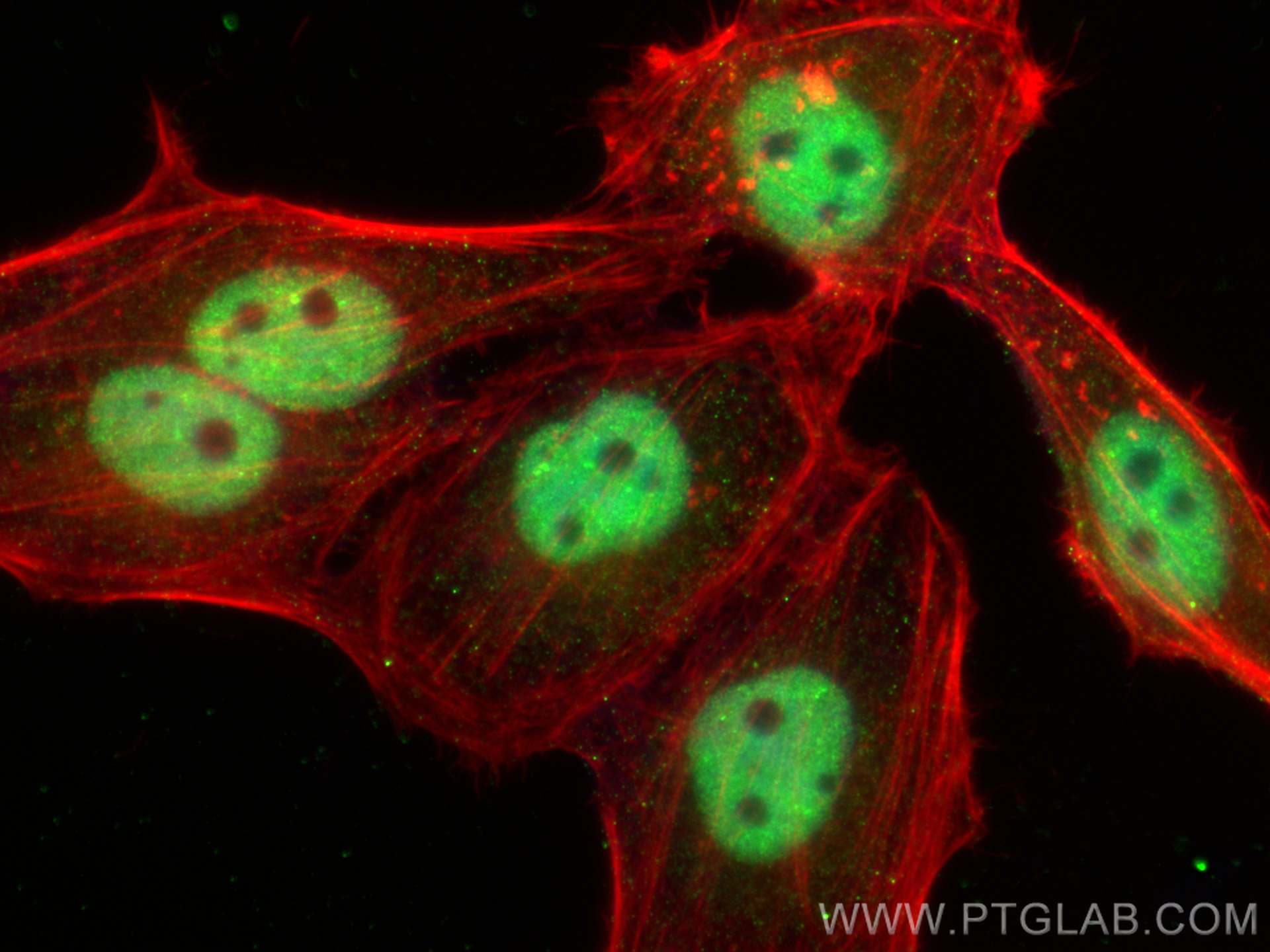 Immunofluorescence (IF) / fluorescent staining of HepG2 cells using HNRPLL Polyclonal antibody (26769-1-AP)