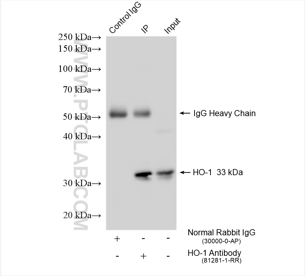 Immunoprecipitation (IP) experiment of HeLa cells using HO-1 Recombinant antibody (81281-1-RR)