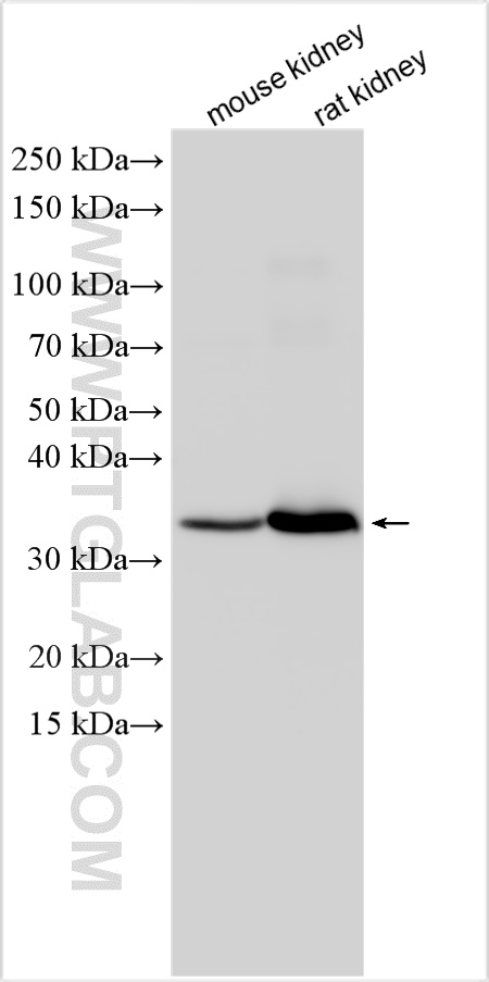 Western Blot (WB) analysis of various lysates using HOGA1 Polyclonal antibody (27755-1-AP)