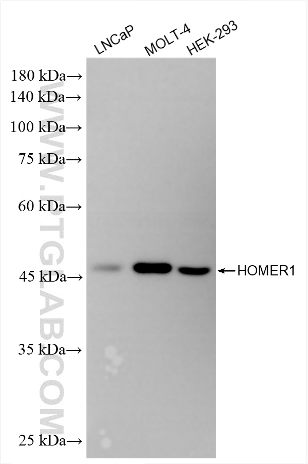 Western Blot (WB) analysis of various lysates using HOMER1 Recombinant antibody (85692-4-RR)