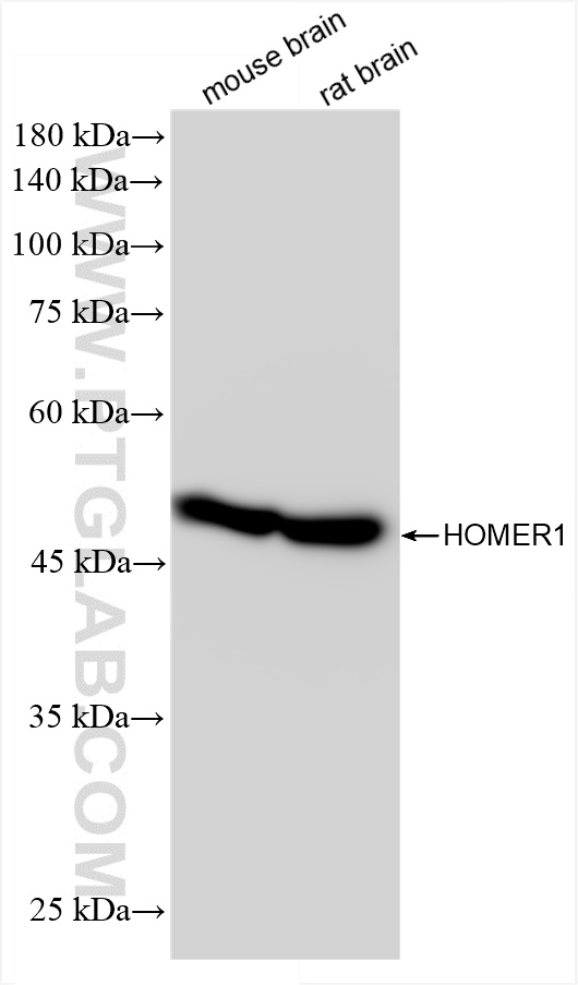Western Blot (WB) analysis of various lysates using HOMER1 Recombinant antibody (85692-4-RR)