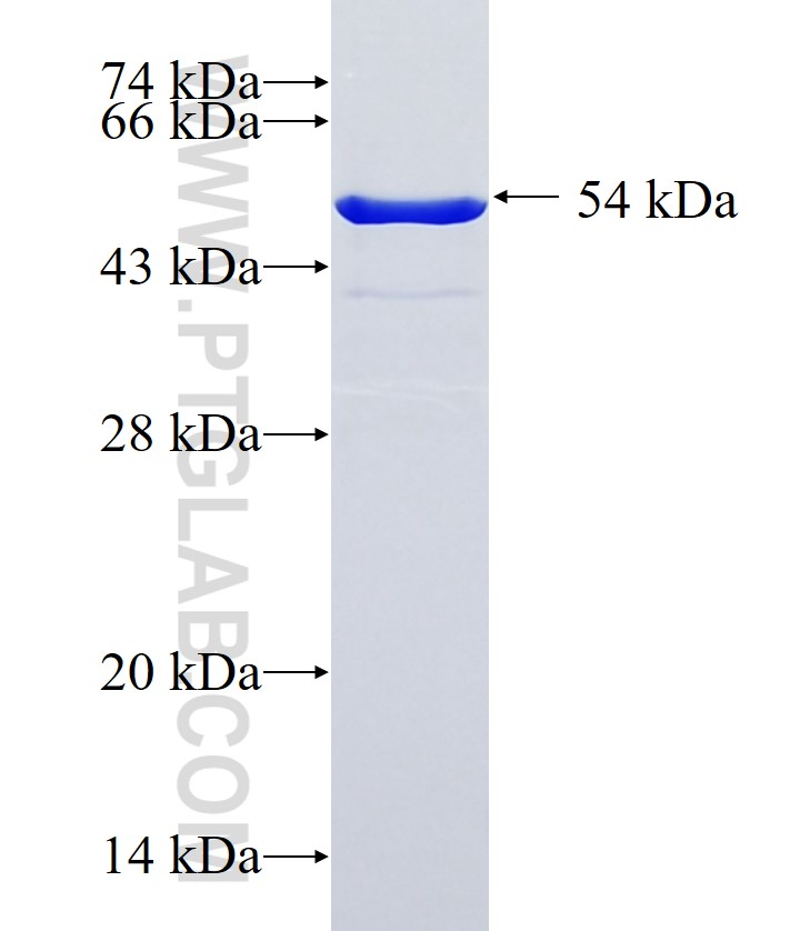 HOOK2 fusion protein Ag37279 SDS-PAGE