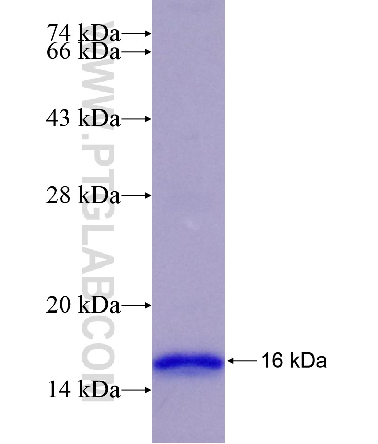 HOPX fusion protein Ag29404 SDS-PAGE