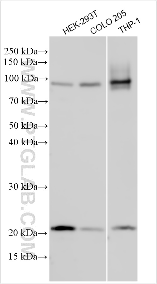 Western Blot (WB) analysis of various lysates using HOXA7 Polyclonal antibody (22931-1-AP)