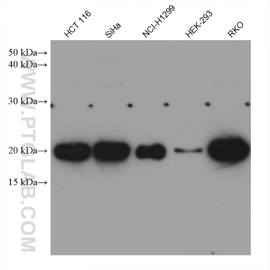 Western Blot (WB) analysis of various lysates using HOXA7 Monoclonal antibody (67112-1-Ig)