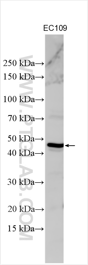 Western Blot (WB) analysis of various lysates using HOXA9 Polyclonal antibody (18501-1-AP)