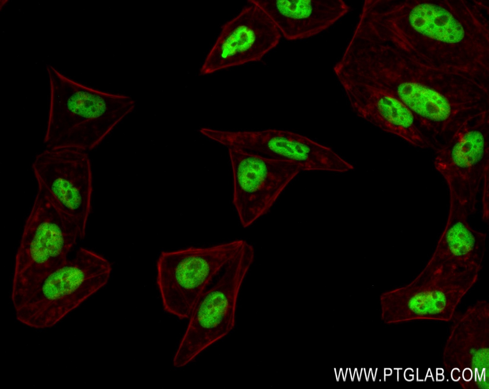 Immunofluorescence (IF) / fluorescent staining of HepG2 cells using HOXB6 Recombinant antibody (83155-4-RR)