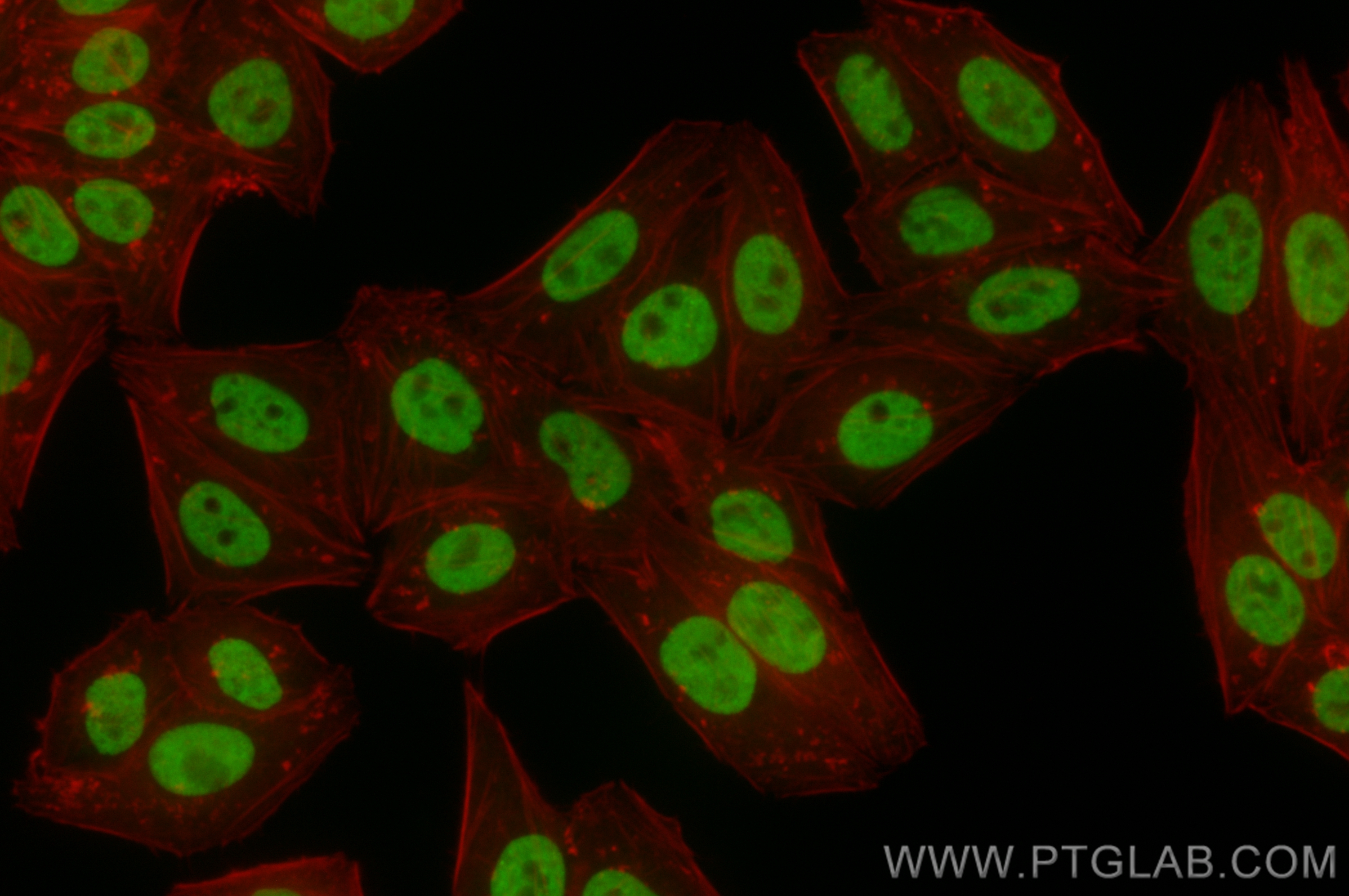 Immunofluorescence (IF) / fluorescent staining of HepG2 cells using CoraLite® Plus 488-conjugated HOXB6 Recombinant an (CL488-83155-4)