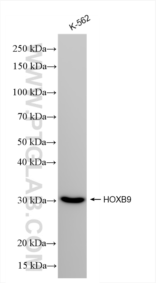 Western Blot (WB) analysis of K-562 cells using HOXB9 Recombinant antibody (84609-3-RR)