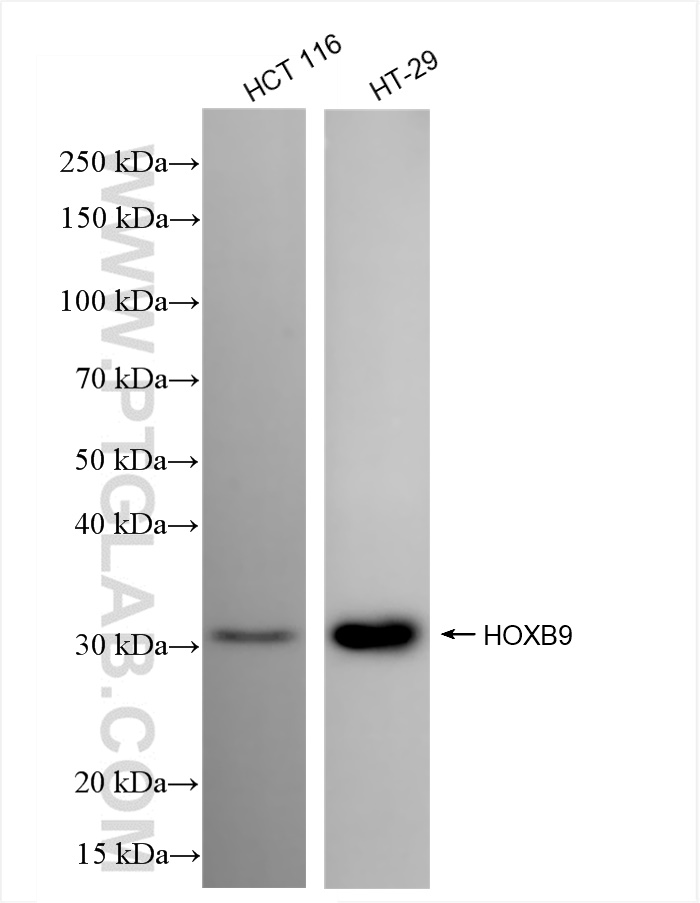 Western Blot (WB) analysis of various lysates using HOXB9 Recombinant antibody (84609-3-RR)