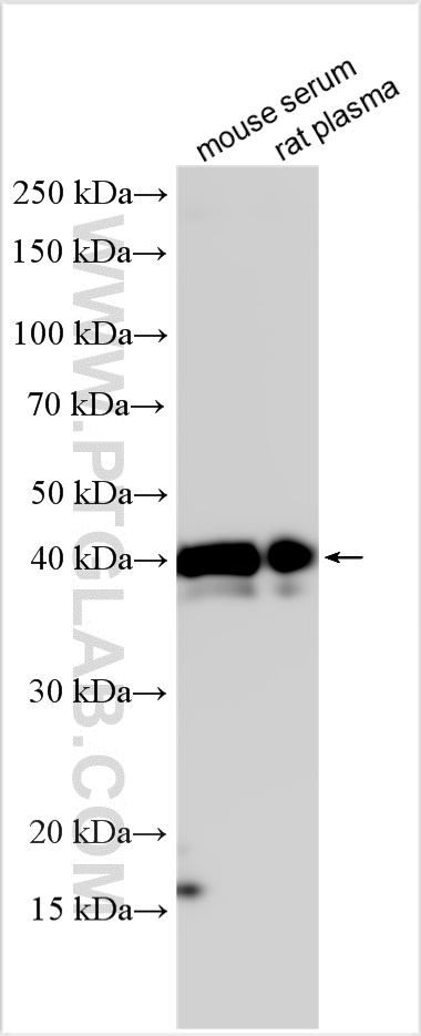 Western Blot (WB) analysis of various lysates using Haptoglobin Polyclonal antibody (16665-1-AP)