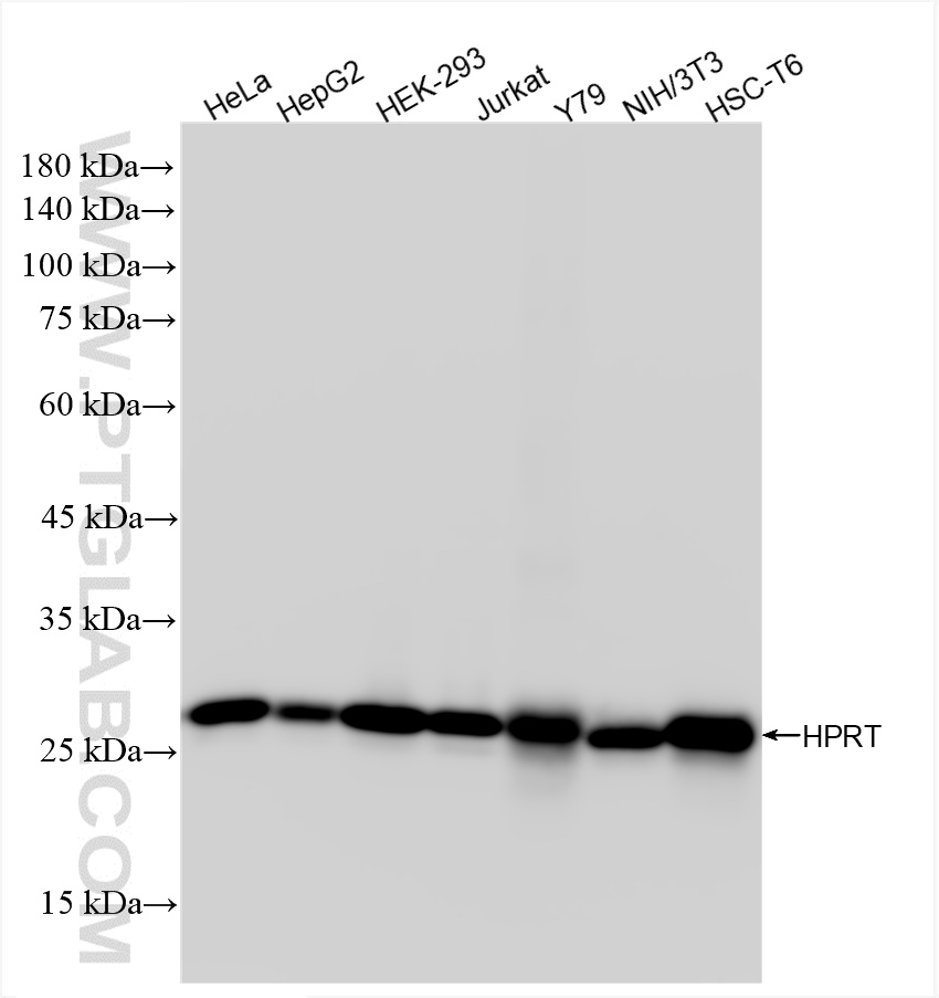 Western Blot (WB) analysis of various lysates using HPRT Recombinant antibody (86049-1-RR)