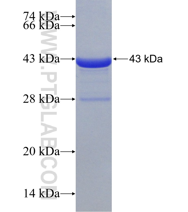 HRH1 fusion protein Ag30464 SDS-PAGE