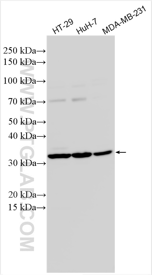 Western Blot (WB) analysis of various lysates using HSD17B12 Polyclonal antibody (31463-1-AP)