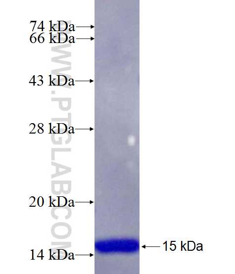 HSD17B12 fusion protein Ag26541 SDS-PAGE