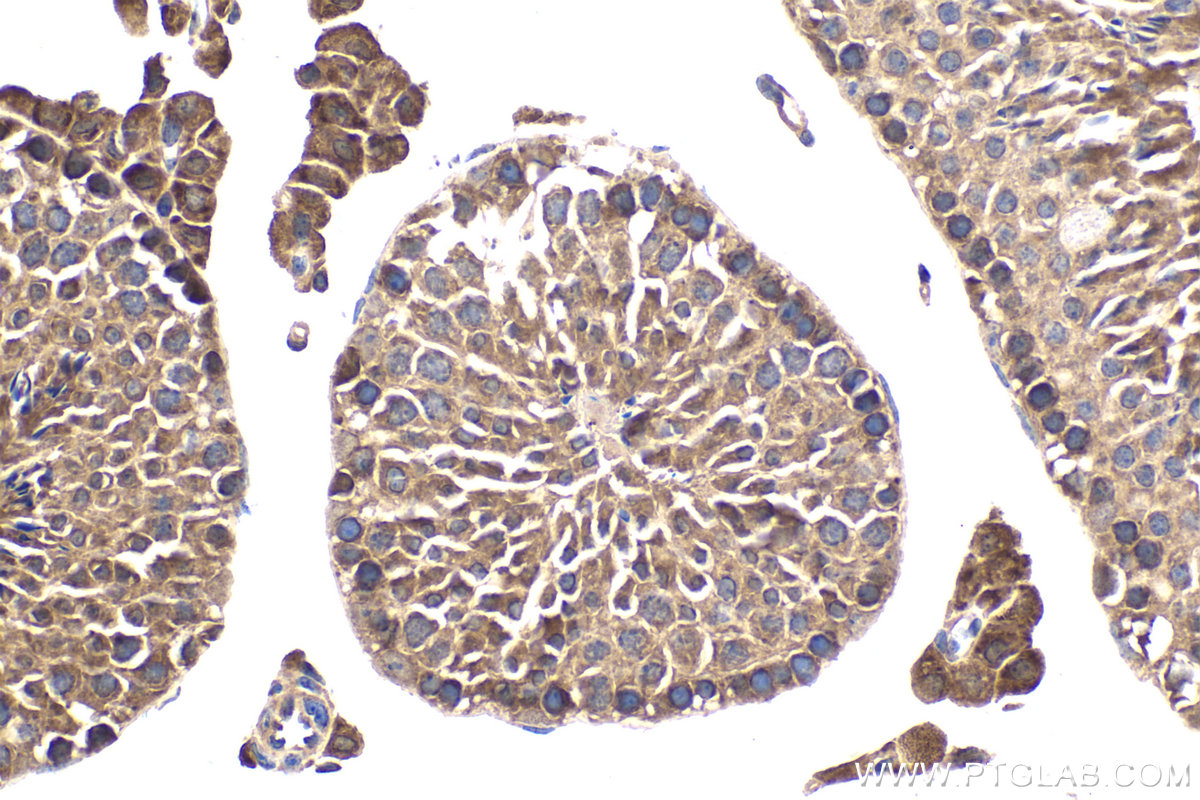 Immunohistochemistry (IHC) staining of mouse testis tissue using HSF2 Polyclonal antibody (10706-1-AP)