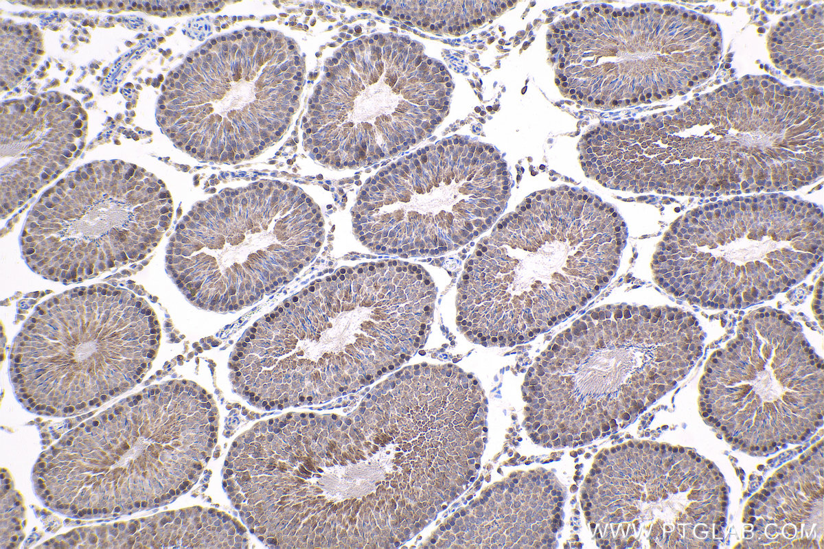 Immunohistochemistry (IHC) staining of rat testis tissue using HSF2 Polyclonal antibody (10706-1-AP)