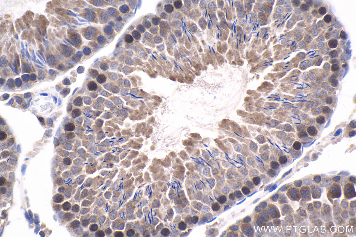 Immunohistochemistry (IHC) staining of rat testis tissue using HSF2 Polyclonal antibody (10706-1-AP)