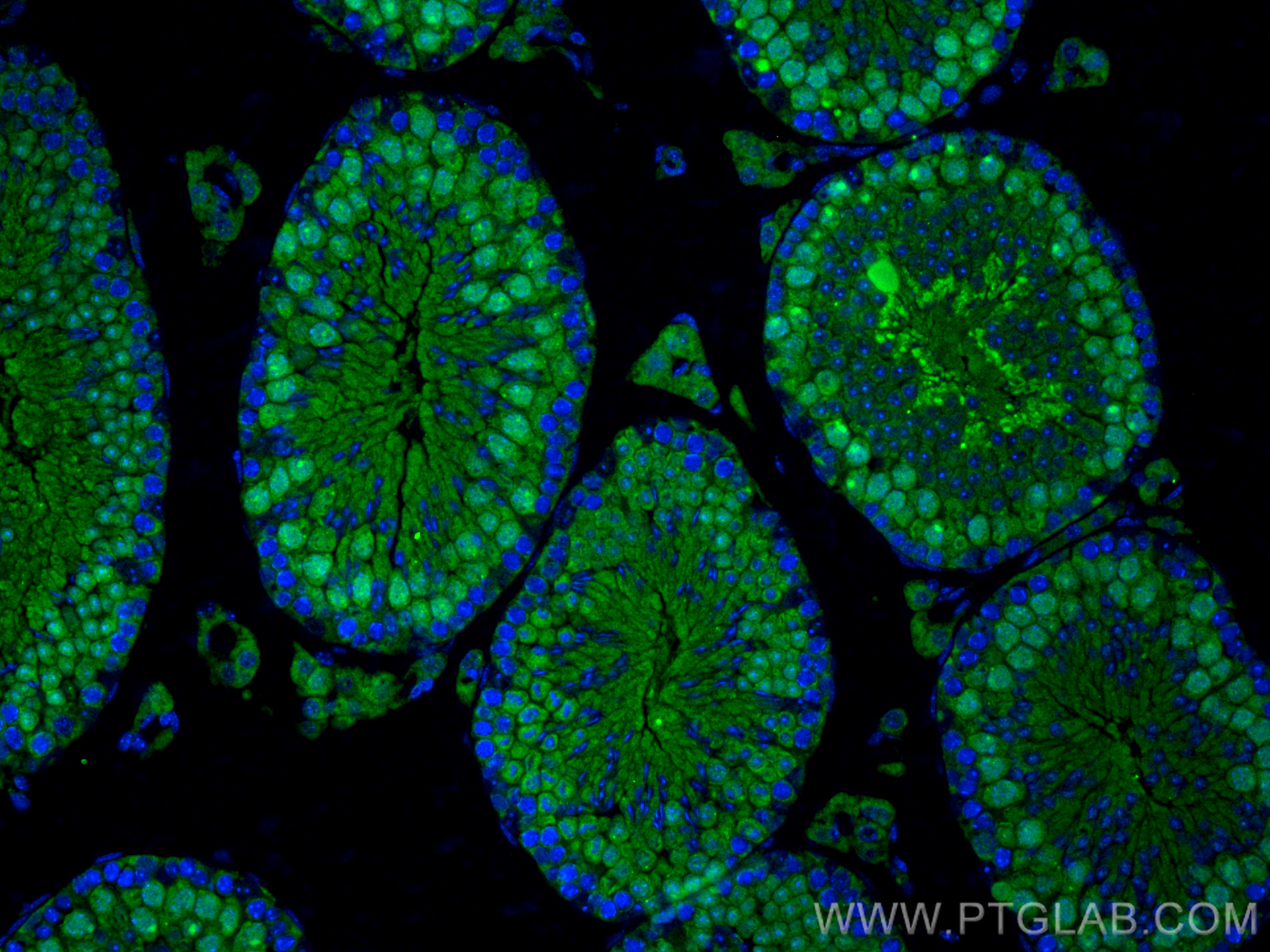 Immunofluorescence (IF) / fluorescent staining of mouse testis tissue using HSF5 Polyclonal antibody (17765-1-AP)