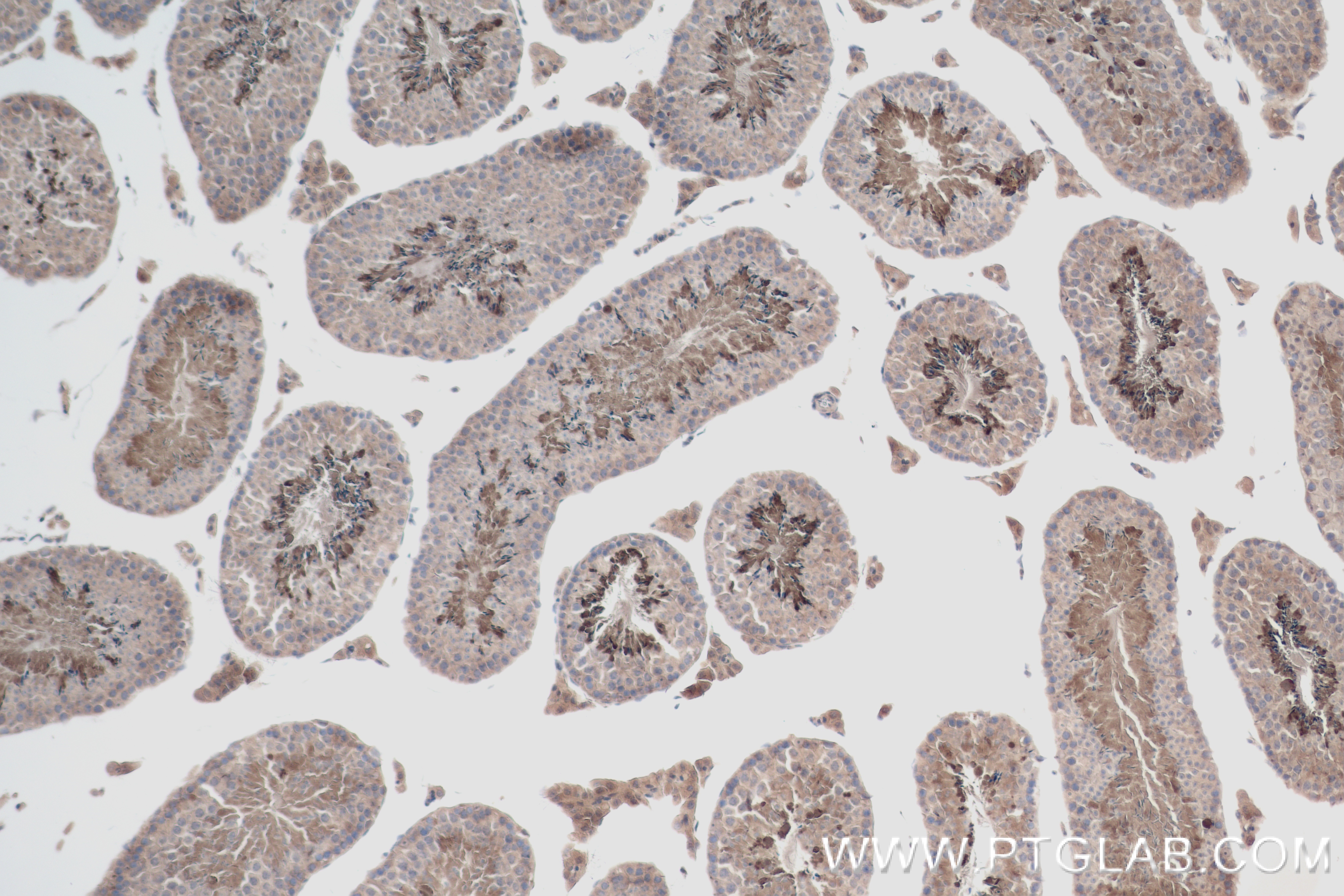 Immunohistochemistry (IHC) staining of mouse testis tissue using HSL Recombinant antibody (84540-1-RR)