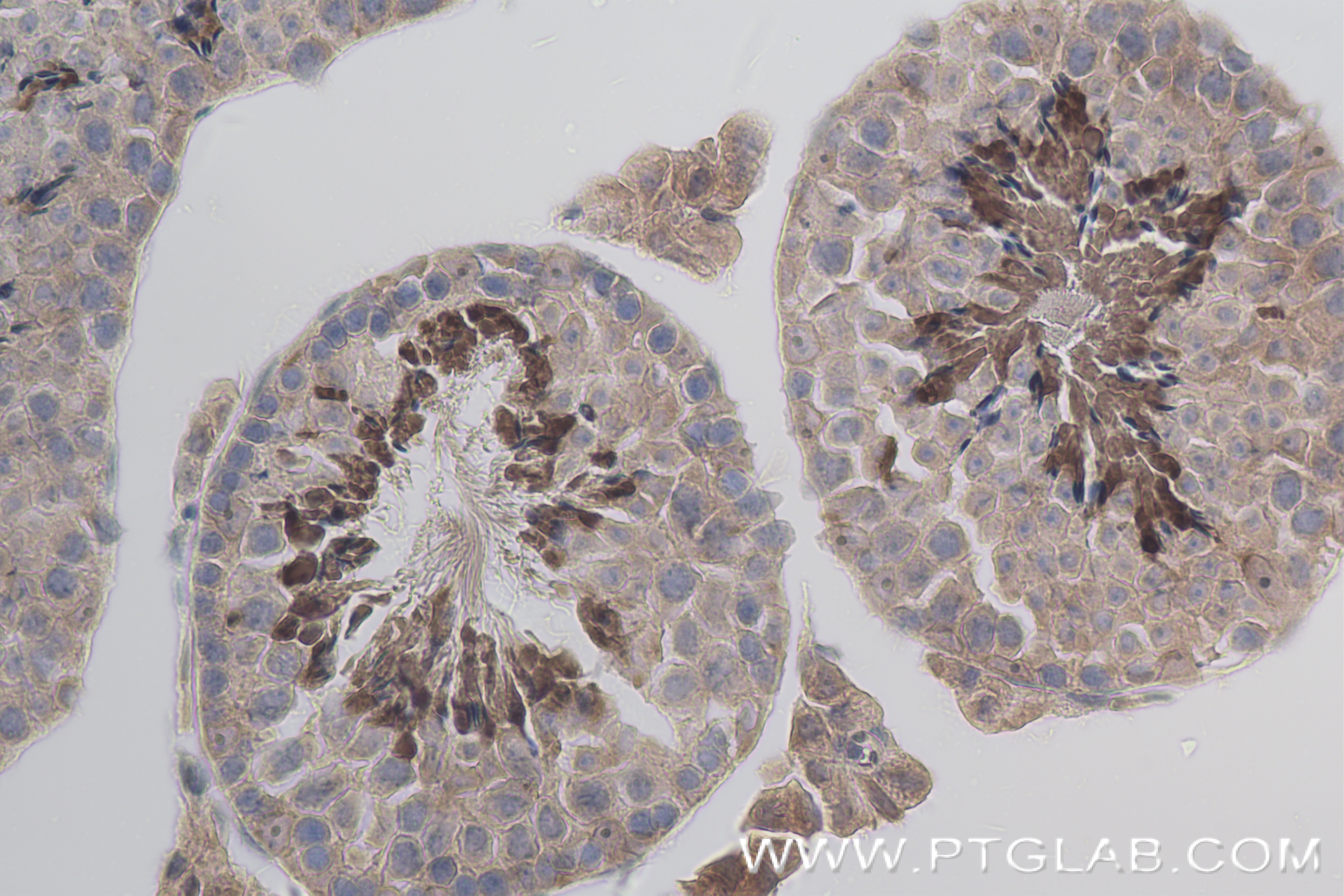 Immunohistochemistry (IHC) staining of mouse testis tissue using HSL Recombinant antibody (84540-1-RR)