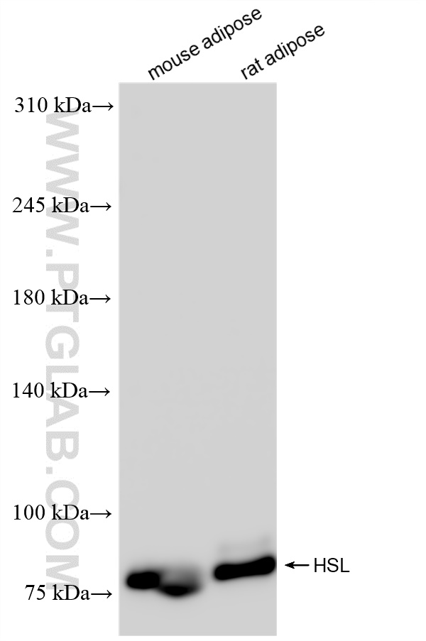 Western Blot (WB) analysis of various lysates using HSL Recombinant antibody (84540-1-RR)