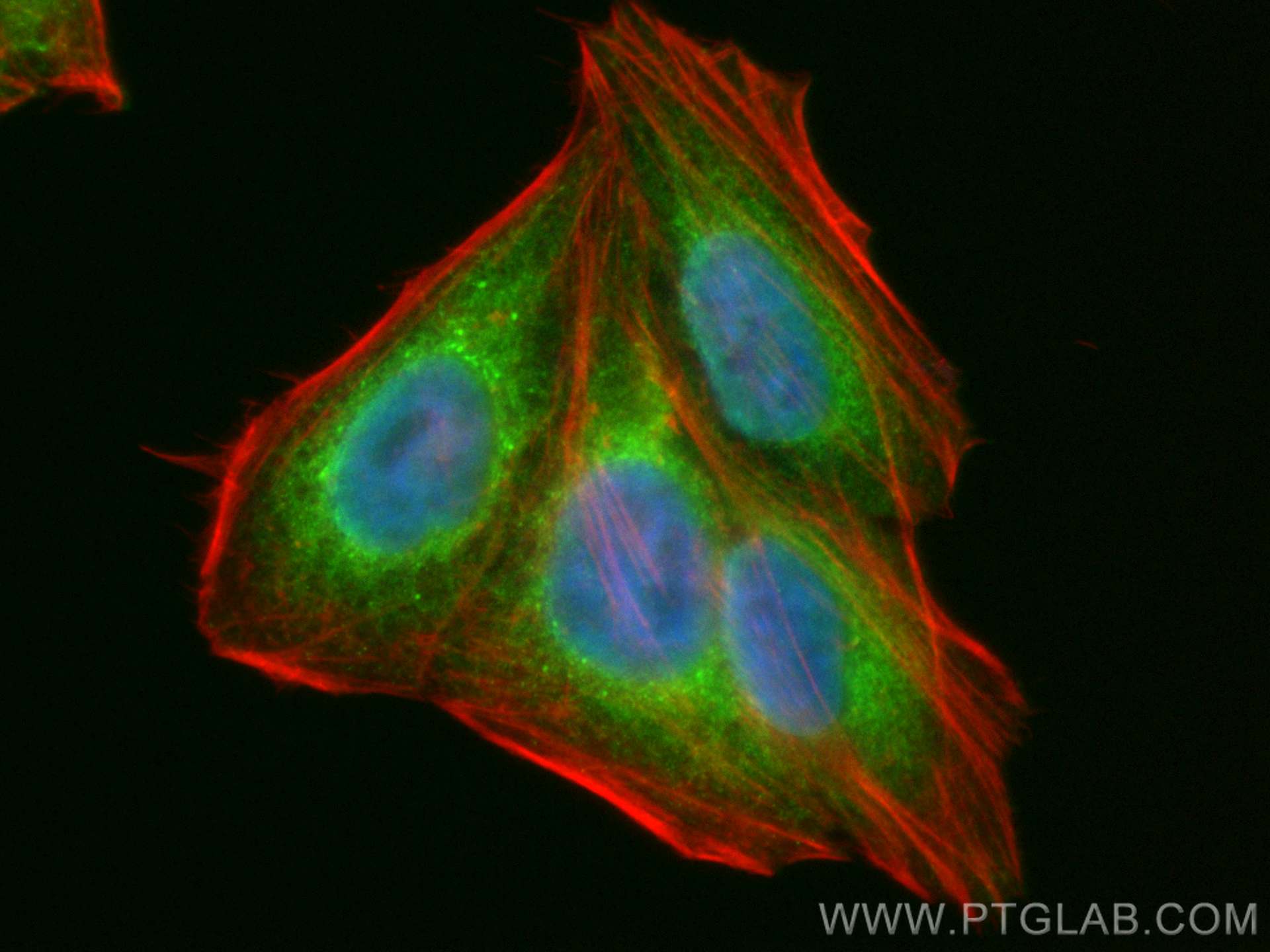 Immunofluorescence (IF) / fluorescent staining of HepG2 cells using CoraLite® Plus 488-conjugated HSP47 Monoclonal ant (CL488-67863)