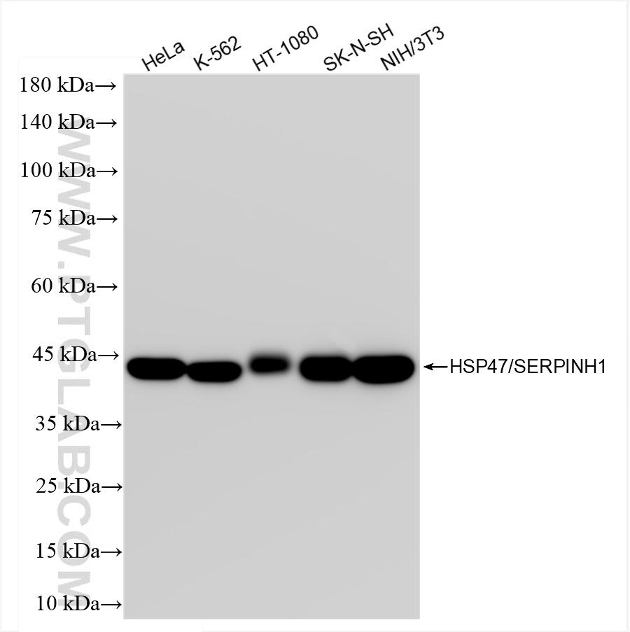 Western Blot (WB) analysis of various lysates using HSP47/SERPINH1 Recombinant antibody (83689-3-RR)