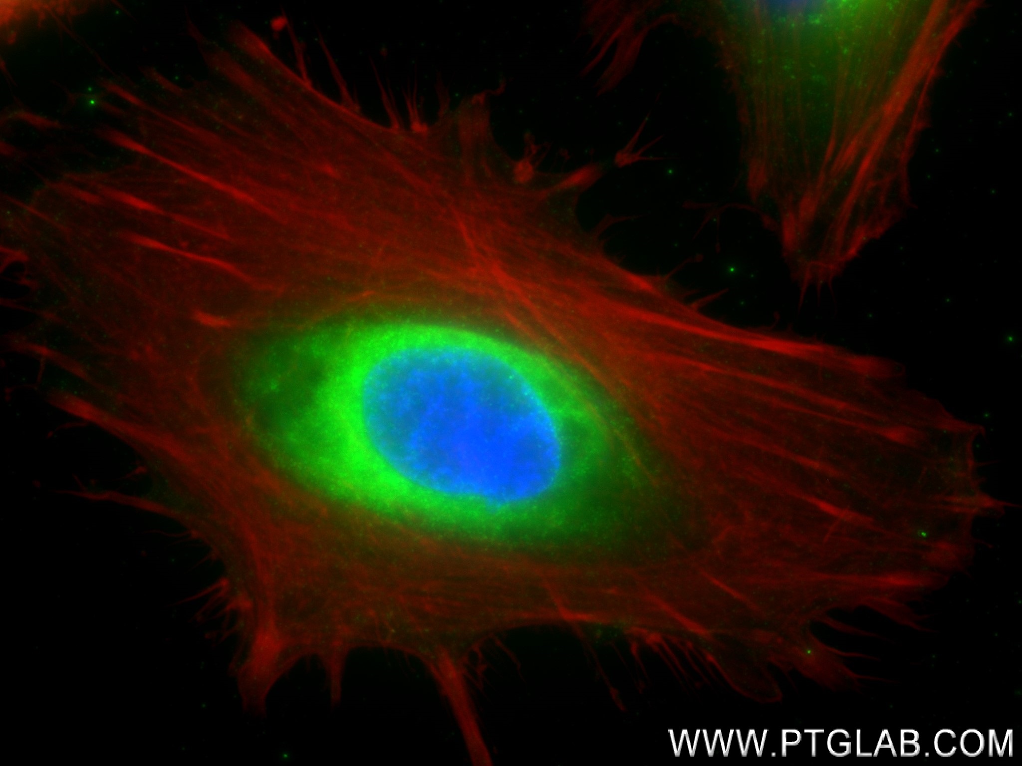 Immunofluorescence (IF) / fluorescent staining of HeLa cells using HSP47/SERPINH1 Recombinant antibody (83689-4-RR)