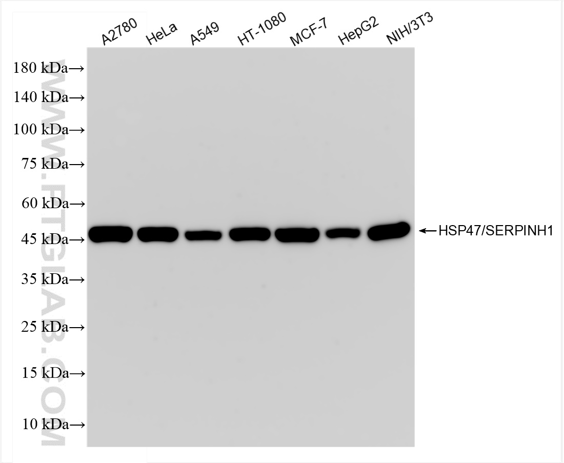 Western Blot (WB) analysis of various lysates using HSP47/SERPINH1 Recombinant antibody (83689-4-RR)