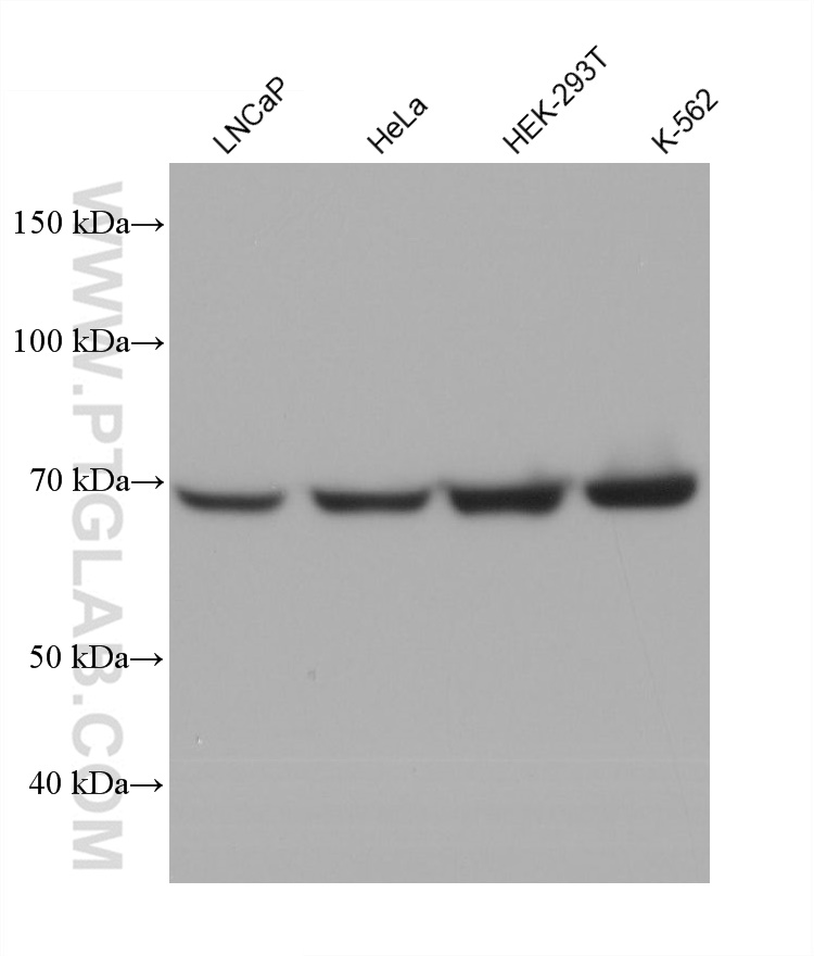 Western Blot (WB) analysis of various lysates using HSP70 Monoclonal antibody (66183-1-Ig)