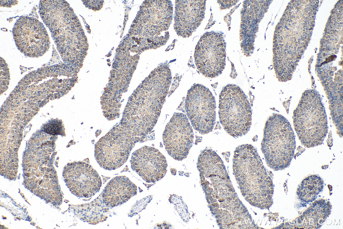 Immunohistochemistry (IHC) staining of mouse testis tissue using HSP90 Polyclonal antibody (13171-1-AP)