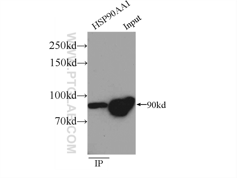 Immunoprecipitation (IP) experiment of HeLa cells using HSP90 Polyclonal antibody (13171-1-AP)