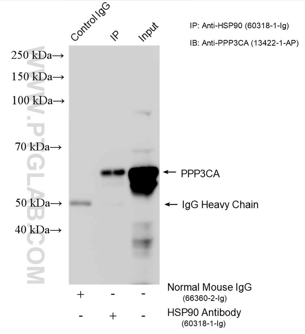 CoIP experiment of mouse brain tissue using HSP90 Monoclonal antibody (60318-1-Ig)