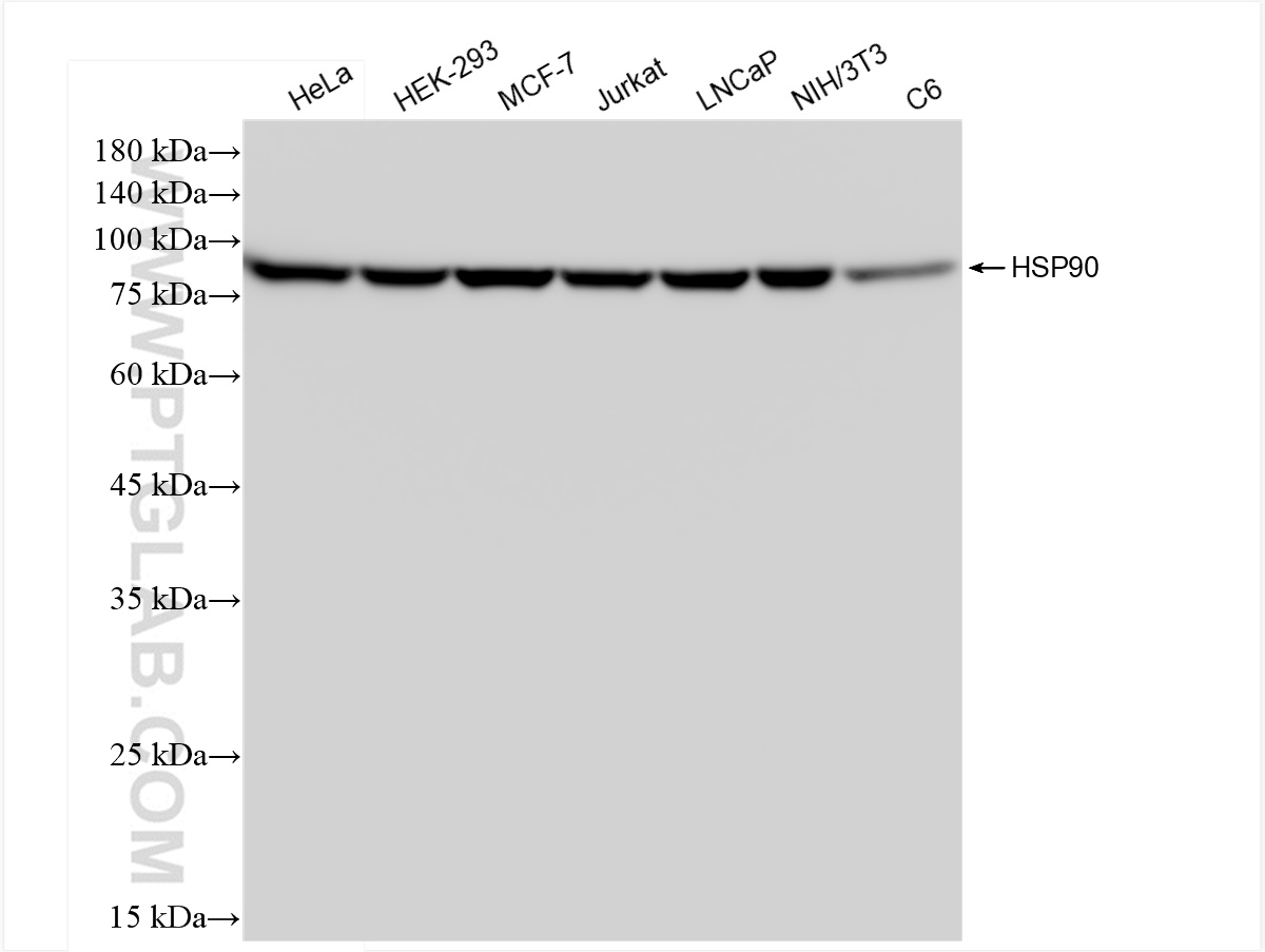 Western Blot (WB) analysis of various lysates using HSP90 Recombinant antibody (83950-5-RR)