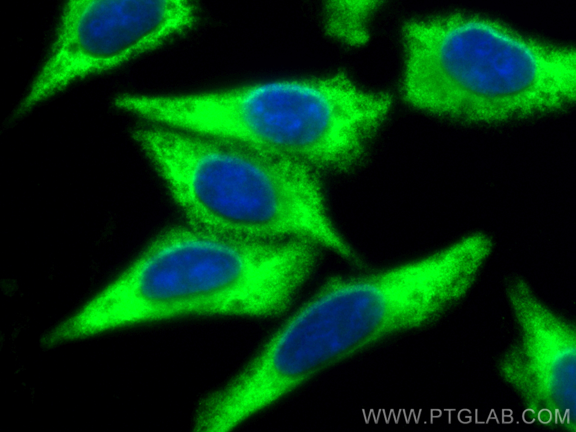 Immunofluorescence (IF) / fluorescent staining of HepG2 cells using CoraLite® Plus 488-conjugated HSP90 Polyclonal ant (CL488-13171)
