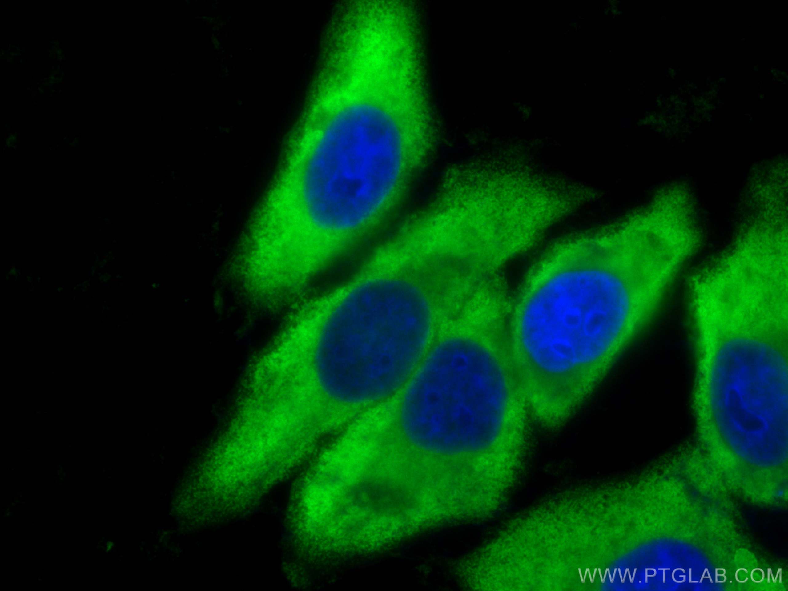 Immunofluorescence (IF) / fluorescent staining of HepG2 cells using HSP90AB1 Polyclonal antibody (11405-1-AP)