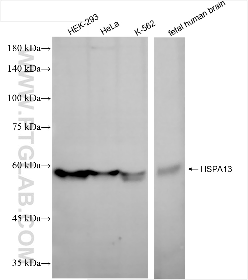 HSPA13