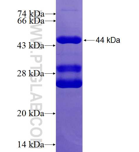 HSPA14 fusion protein Ag27240 SDS-PAGE