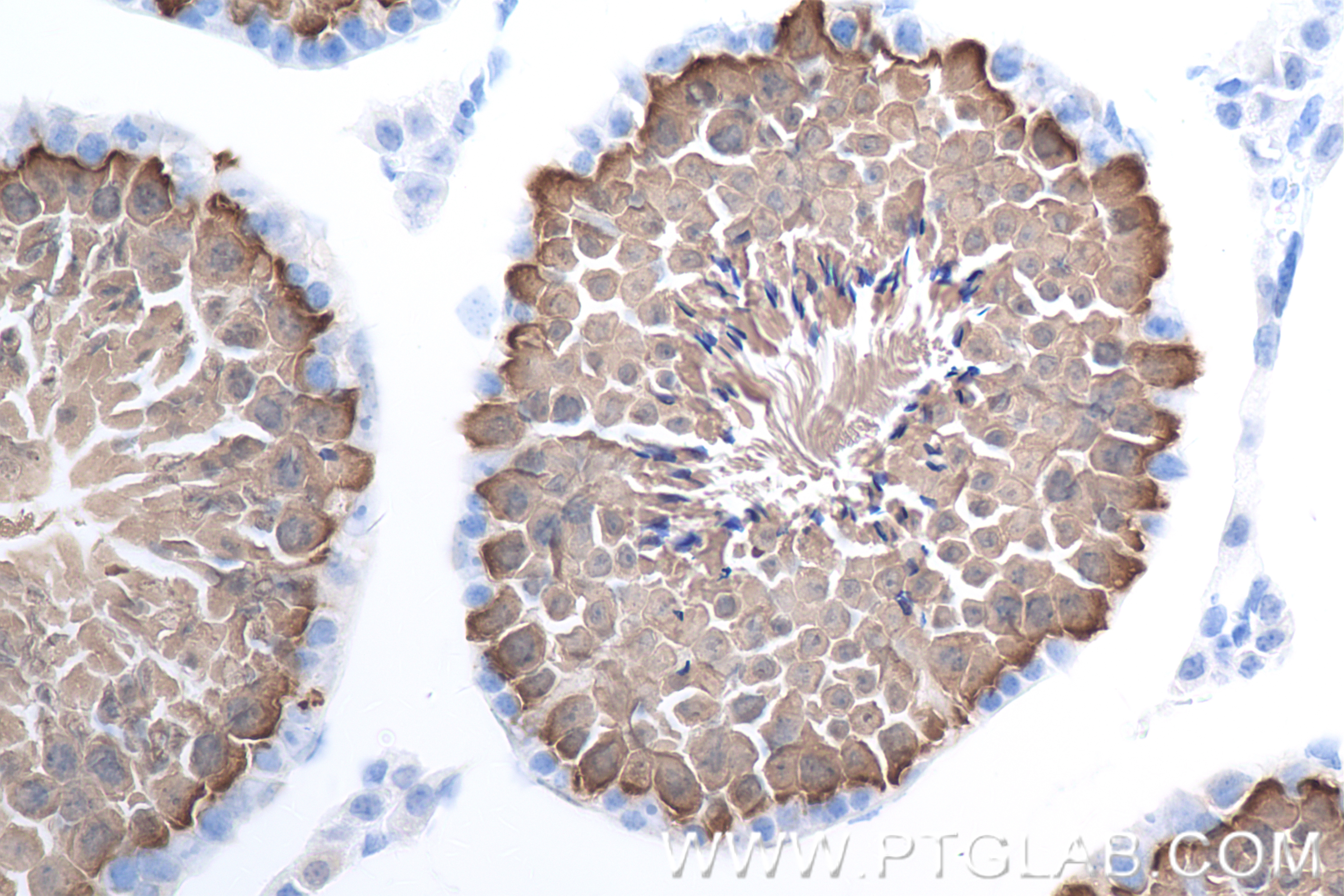 Immunohistochemistry (IHC) staining of mouse testis tissue using HSPA2 Recombinant antibody (83466-1-RR)