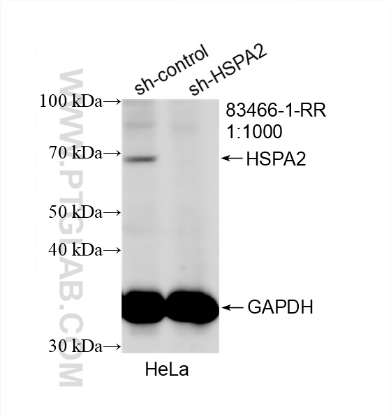 Western Blot (WB) analysis of HeLa cells using HSPA2 Recombinant antibody (83466-1-RR)