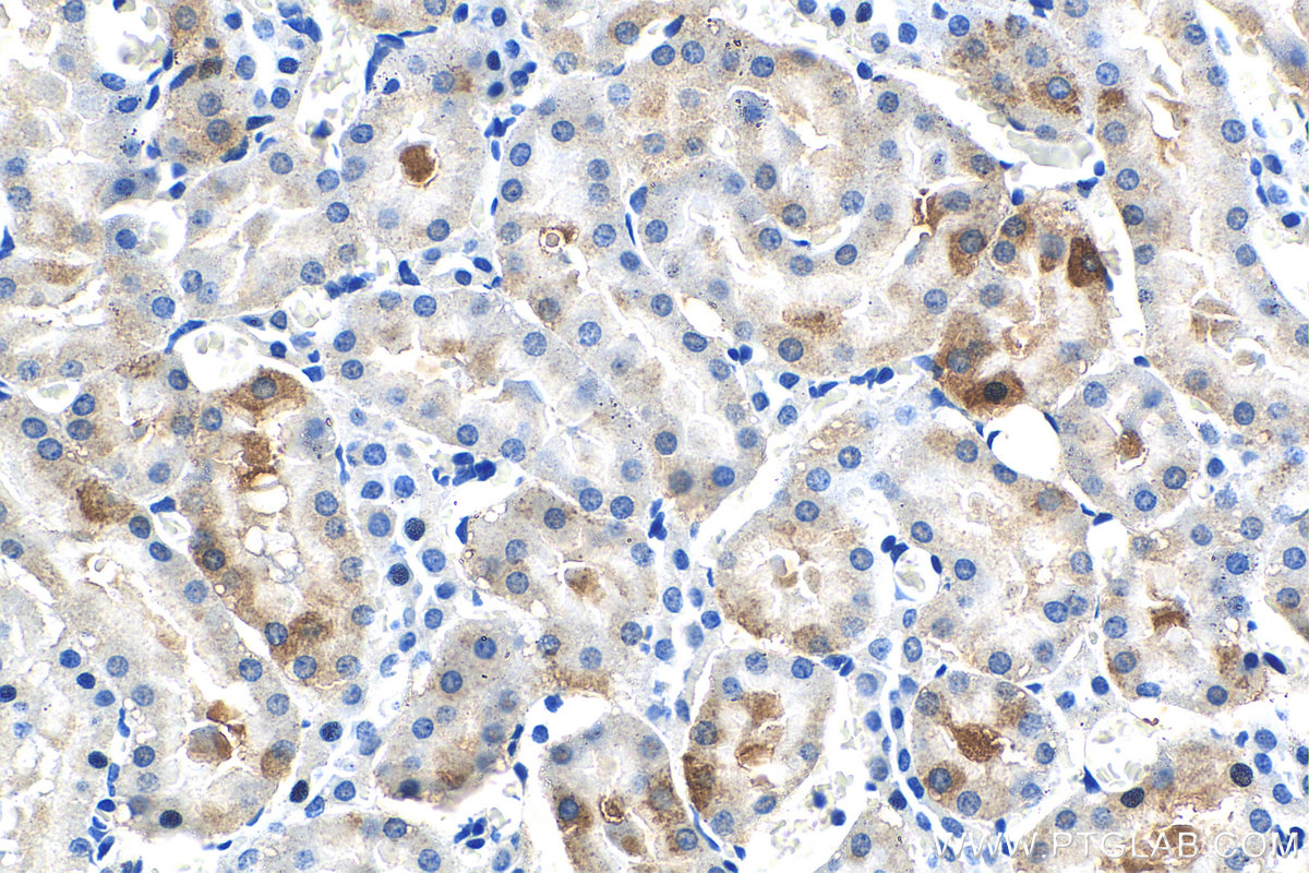 Immunohistochemistry (IHC) staining of rat kidney tissue using HSPB3 Monoclonal antibody (67890-1-Ig)