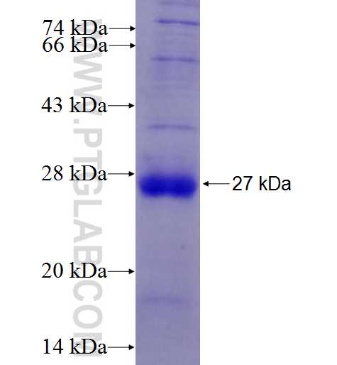 HSPBP1 fusion protein Ag27478 SDS-PAGE