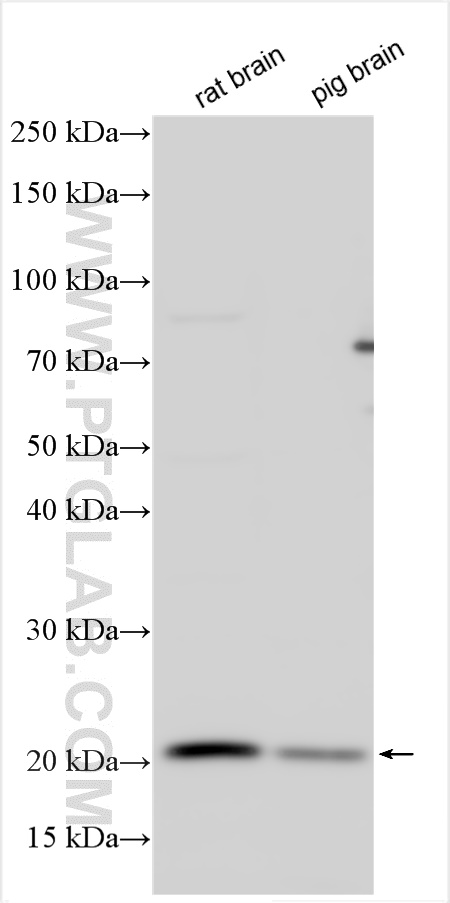 Western Blot (WB) analysis of various lysates using HSPC159 Polyclonal antibody (16708-1-AP)