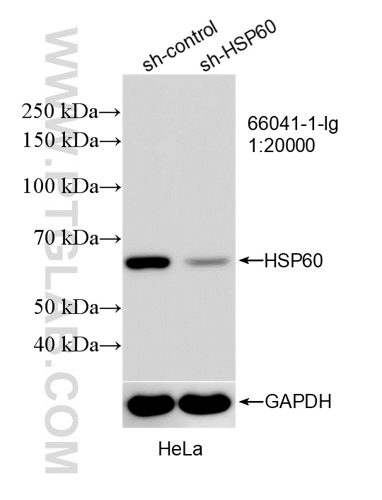 Western Blot (WB) analysis of HeLa cells using HSP60 Monoclonal antibody (66041-1-Ig)